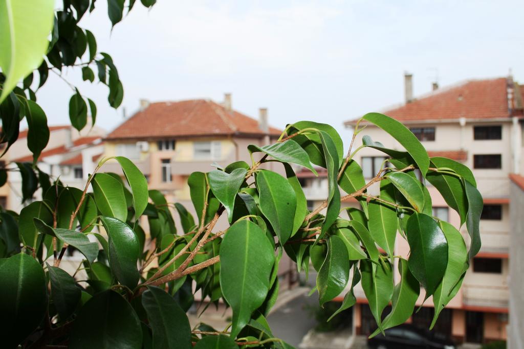 Zoya Guest House Ravda Exterior foto